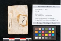 Foto (Objekt + Etikett) von Alnus sp. (NHMW-GEO-2024-0188-11479)